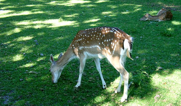 Schwentinepark