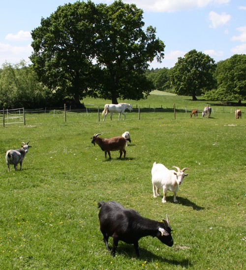 Ferienhaus Holsteinische-Schweiz